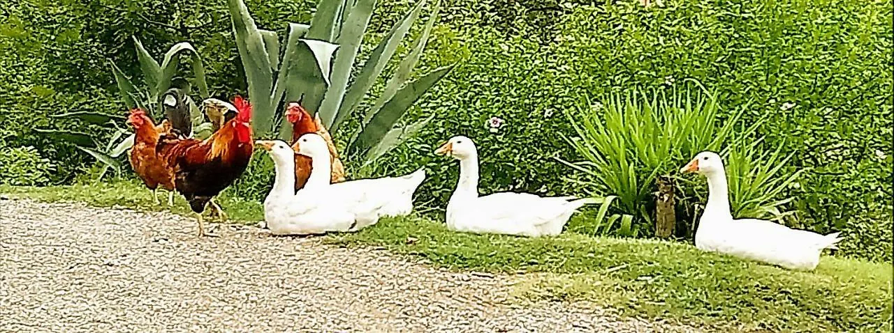 Agriturismo Casa Rossa Chianciano Terme Çiftlik konaklama